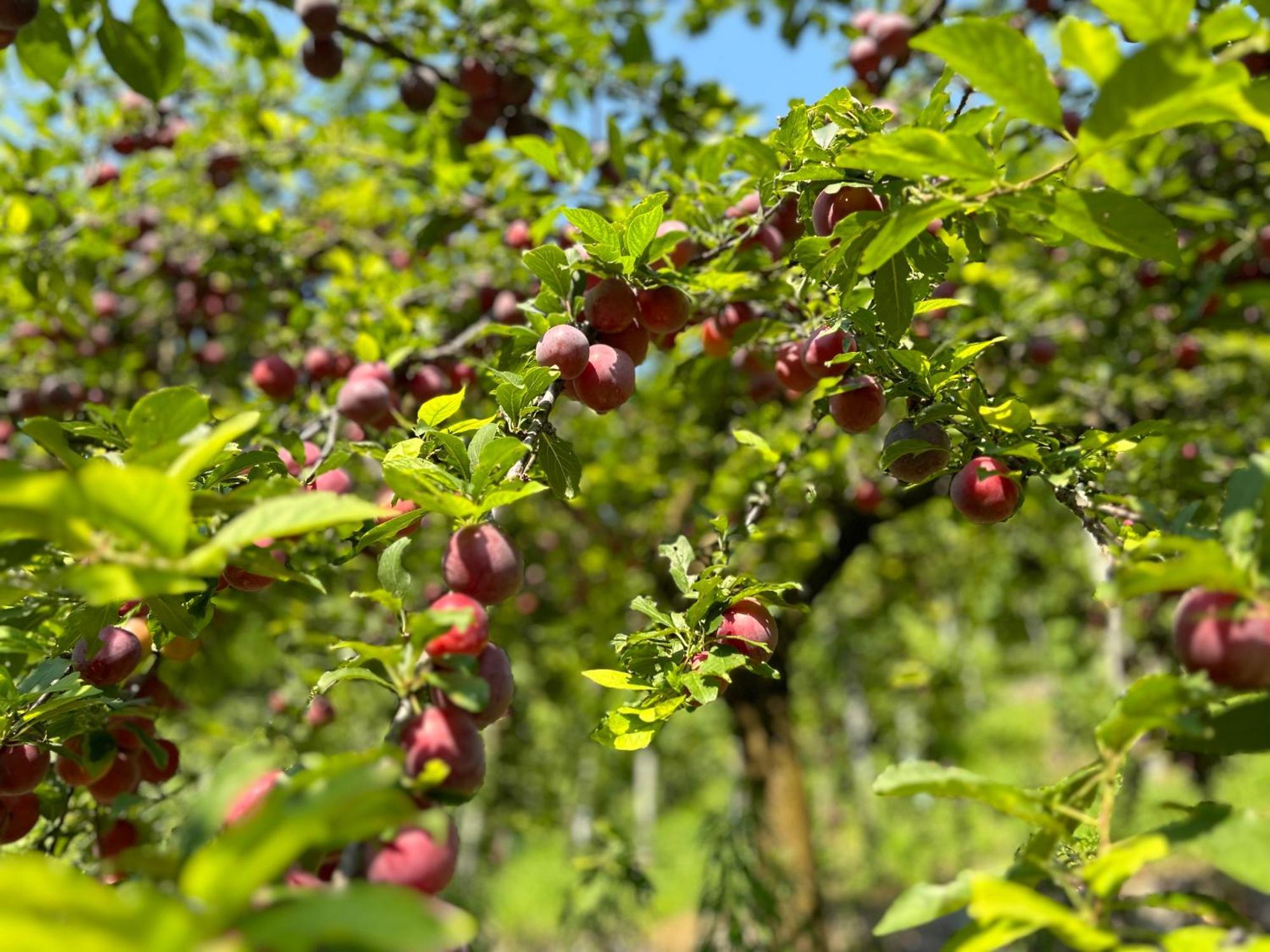 Agriturismo Valfraja 琴布拉 外观 照片